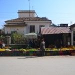 15 Albindia
