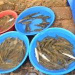 7 tigris fish