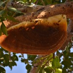 6 wild bees on a banjan tree on the bednad temple road