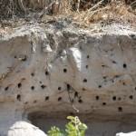 2 a bee eater colony