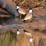 3 spur winged plover