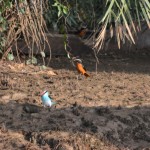 6 blue brested kingfisher and snowy crowned robin chat