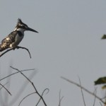 10 pied king fisher