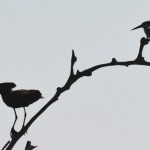 18 hamakop and pied kingfisher