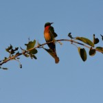 26 red throated bee eater
