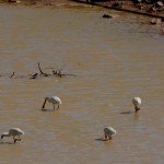 11 day 3 SPOONBILLS!!!