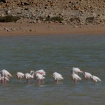 12 day 3 AND FLAMINGOS!!!