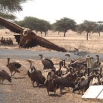 1 amongst vultures