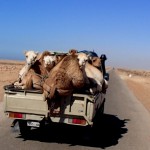 6 day 2 shouldnt animal transports have a sticker saying "animal transport"?