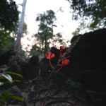 Ta Prohm