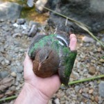 rescued bird