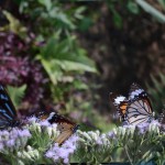Butterfly park
