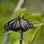 Butterfly park