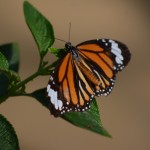 Butterfly park