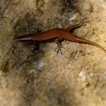 skink this animal is called (dont know which one specific)