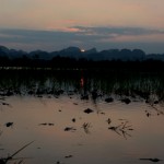 Sunset in the rice paddles