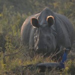 Back at the rhino place with the 600mm lense