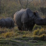 Rhinos