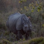 Rhinos