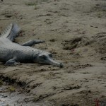The gharial - the second animal (with th rhino) i thought I would never see in the wild.