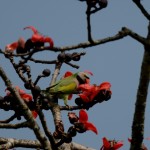 these red flowered trees (bombar seiba) here are full of birds. dramas happen and I watch them...