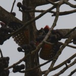 suddenly there is a big upset in the tree. Most birds fly of and the woodpecker male starts performing a bizarre dance at the stem of the tree.