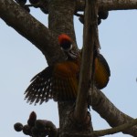 guess the woodpecker tries to appear bigger an/or protect a nest