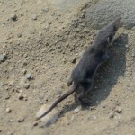 first wild mammal today - carnivor but not dangerous for me (the tiniest mammal carnivor at all by the way)