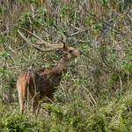 deer next to the road to lake 20000