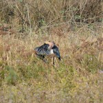 second largest bird of nepal - a Marabu next to the road to lake 20000