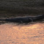 sunset at the river