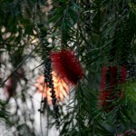 Bardiya flowers in the sunrise