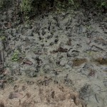 deer footprints