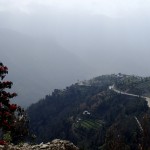 rhododendron and the road