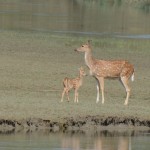 white spotted deer