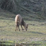 hog deer