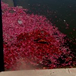 Pushkar Lake