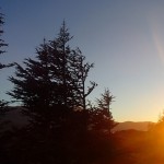 Sunset and cedars