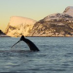 Humpback whale