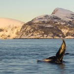 Humpback whale