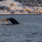 Humpback whale