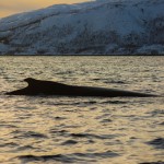 Humpback whale