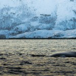 Humpback whale