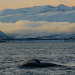 Humpback whale