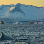 Humpback whale & Bridge to Sommaroy