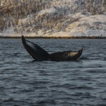 Humpback whale