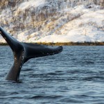 Humpback whale