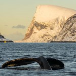 Humpback whale