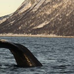 Humpback whale