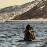 Humpback whale watching us